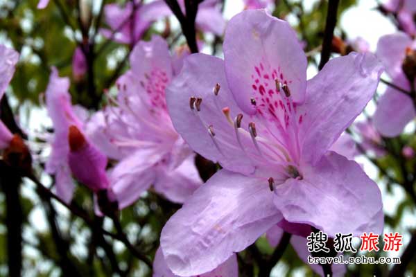 wKgBm04J1yyP4lhMAAB02UL-q3879.jpeg?imageView2%2F2%2Fw%2F600%2Fh%2F2000%7Cwatermark%2F1%2Fimage%2FaHR0cDovL2IyLXEubWFmZW5nd28ubmV0L3M5L00wMC82My84RS93S2dCczFaTmVzV0FZb29JQUFBU2JNMElpRjQyNDEucG5n%2Fgravity%2FSouthEast%2Fdx%2F20%2Fdy%2F20