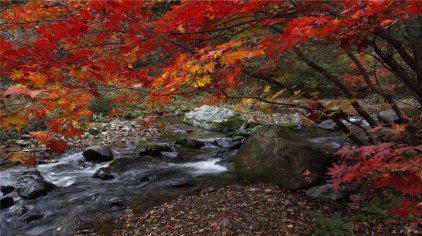 抚顺岗山国家森林公园门票