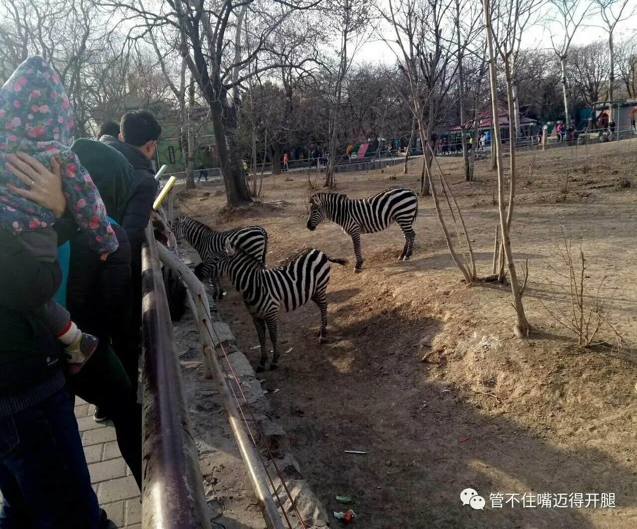 动物园地铁站在4号线,你可以在西直门换乘,北京站和北京西站也有公交