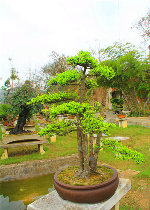黄果树盆景园        