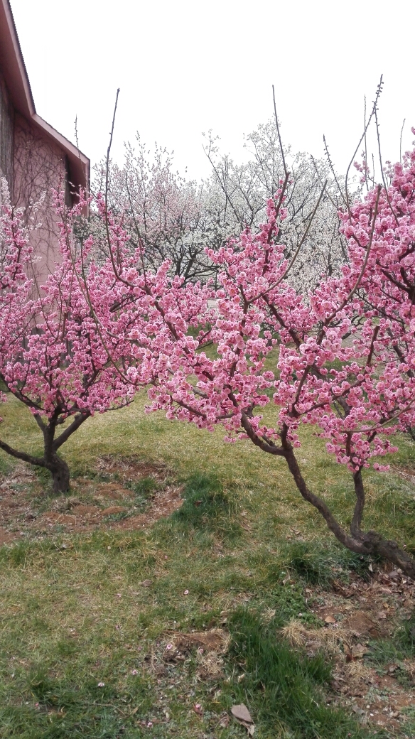 阳春三月,唯春光与花海不可辜负～ 青岛十梅庵梅花节