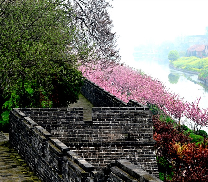 古城墙上看樱花