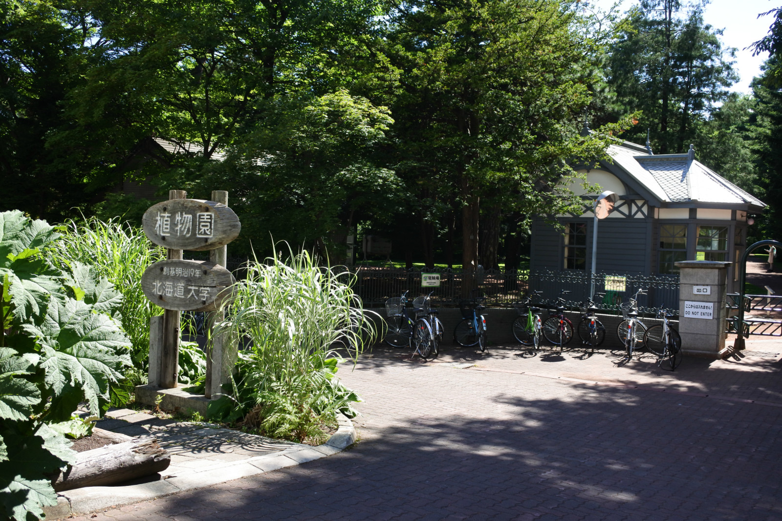 日本北海道札幌游之十一 北海道大学植物园