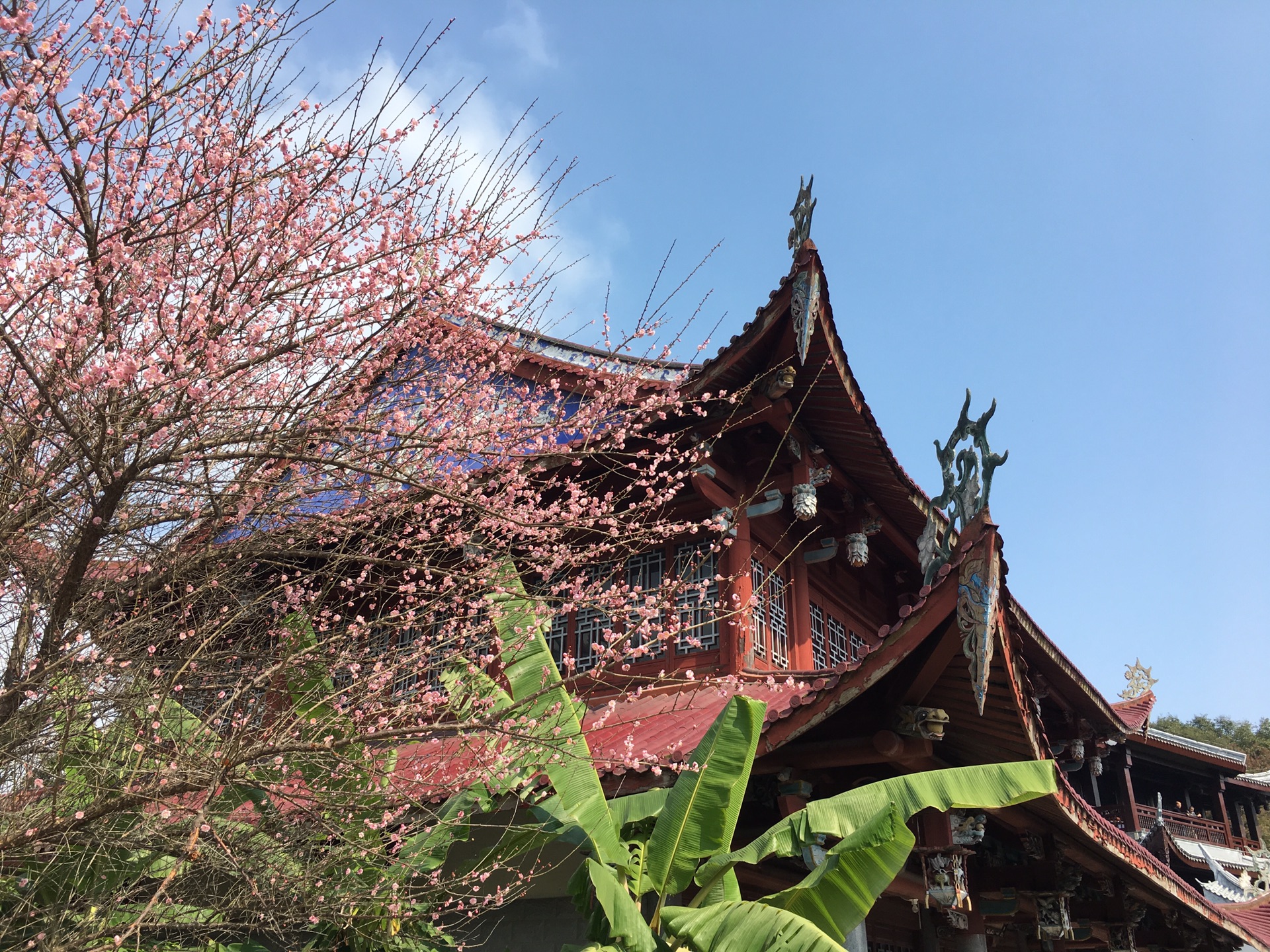 福州林阳寺梅花错过等一年