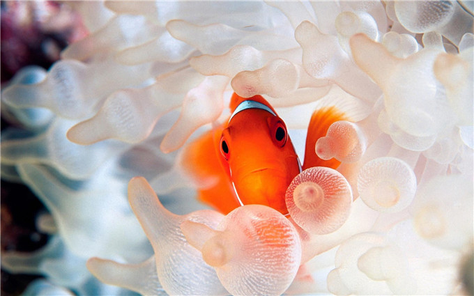 马尔代夫浮潜最好的岛是那个