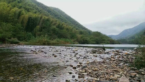 青龙乡的公路两旁绿水环绕,碧波荡漾,水库南岸植物多以松,衫为主.