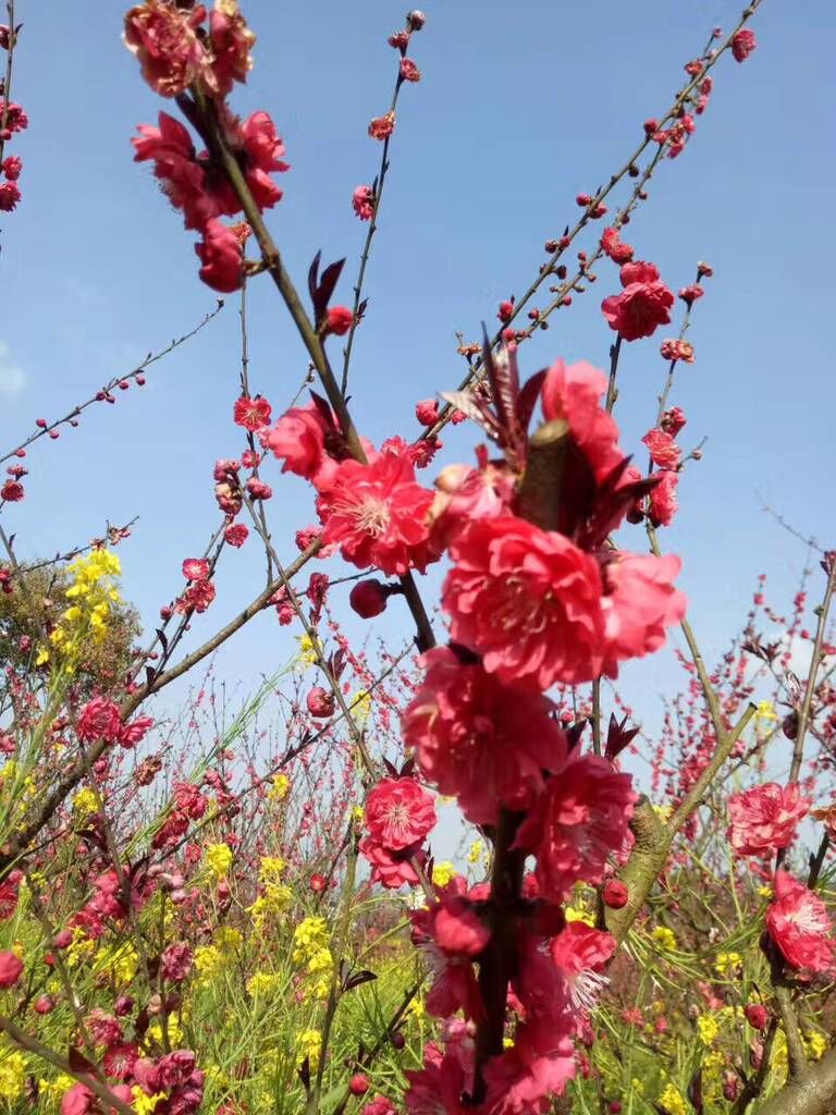 【重庆】三生三世十里桃花,rx5走马观花行