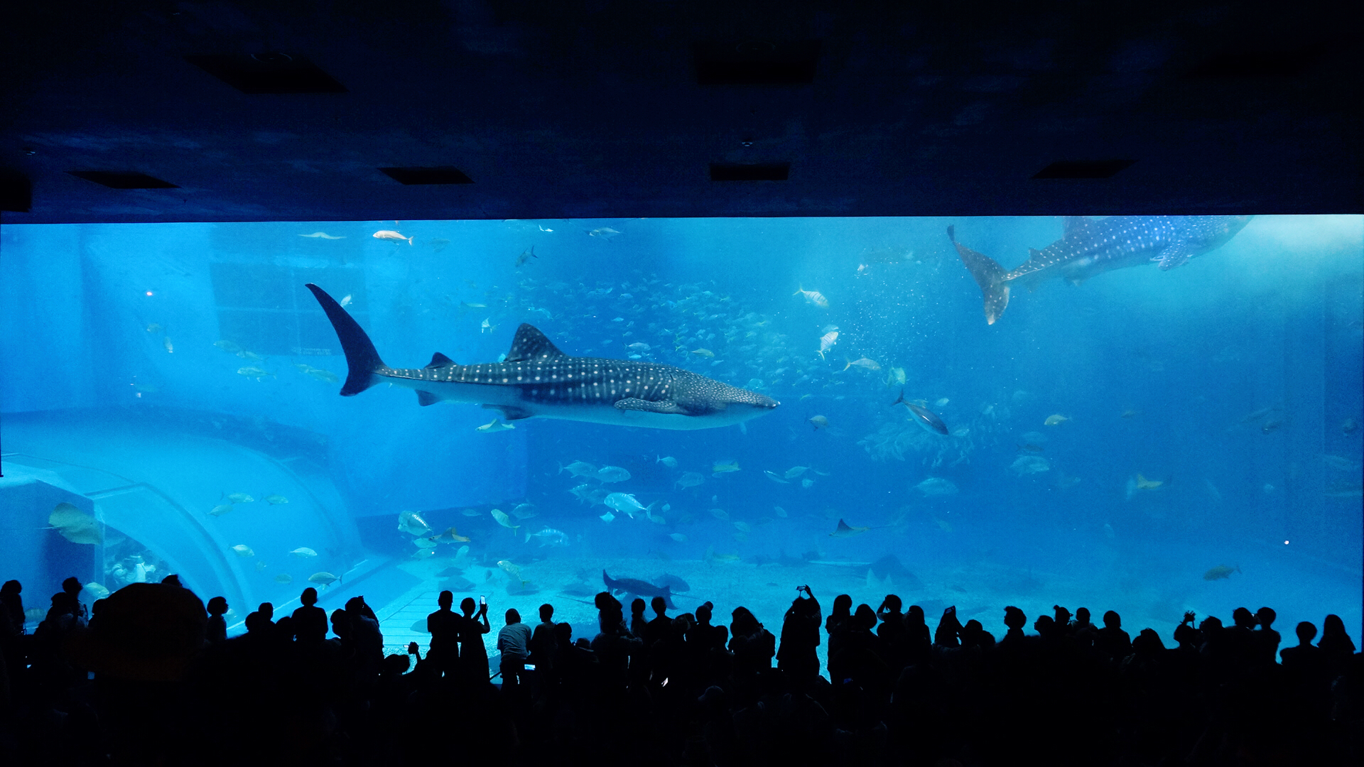 大型水族馆.群鱼很美.