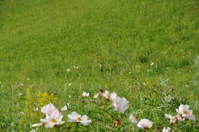 梦里青草香简谱_梦里青草香(3)