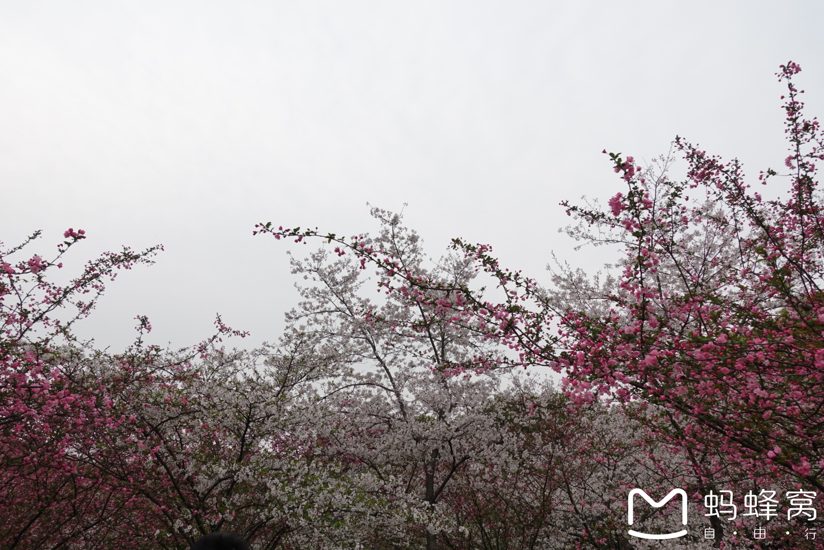 樱花汉话