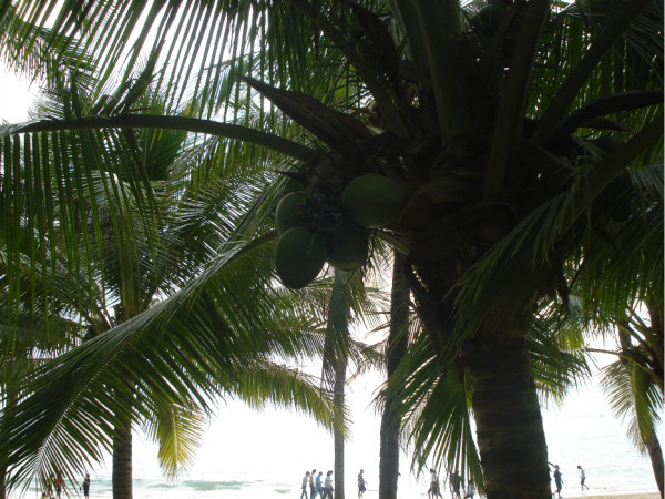 海南有多少种椰子树 wKgByU_eqpuACAtVAA_jhipc1aU83.jpeg?imageView2%2F2%2Fw%2F600%2Fh%2F600%2Fq%2F90