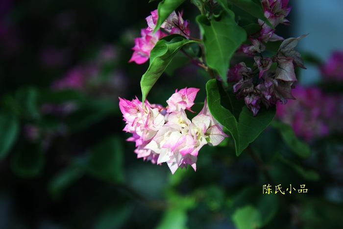 wKgByU_Z8U2AJEHIAAMd8LA9nns96.jpeg?imageView2%2F2%2Fw%2F600%2Fh%2F600%2Fq%2F90