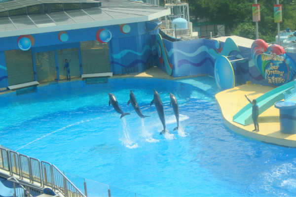 海洋公园视频游玩攻略 wKgB21B3fP2CHxbSAA-OxHIi9jQ26.jpeg?imageView2%2F2%2Fw%2F600%2Fq%2F50