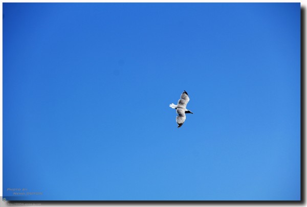 自由飞翔的天空图片 wKgB3FCyCBCAUjw0AAMBAKTsbqo67.jpeg?imageView2%2F2%2Fw%2F600%2Fh%2F600%2Fq%2F90