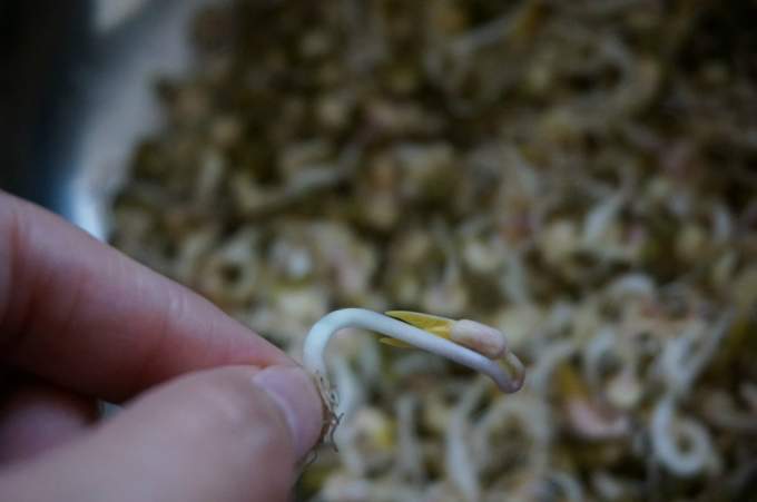家里自制豆芽教程 wKgB4lKy6fuASIXlAAWeHiTXRBs77.jpeg?imageView2%2F2%2Fw%2F680%2Fq%2F90%7Cimageslim