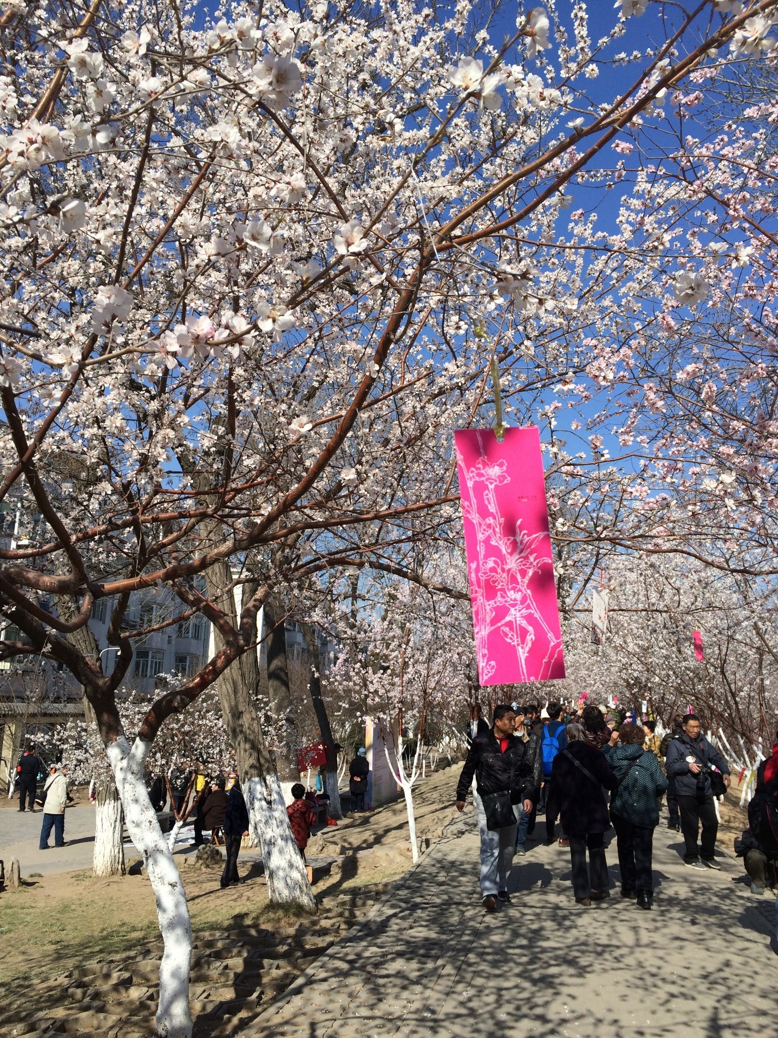 桃花堤公园         