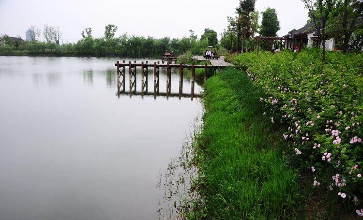 消夏计划#晚春的苏州太湖湿地公园