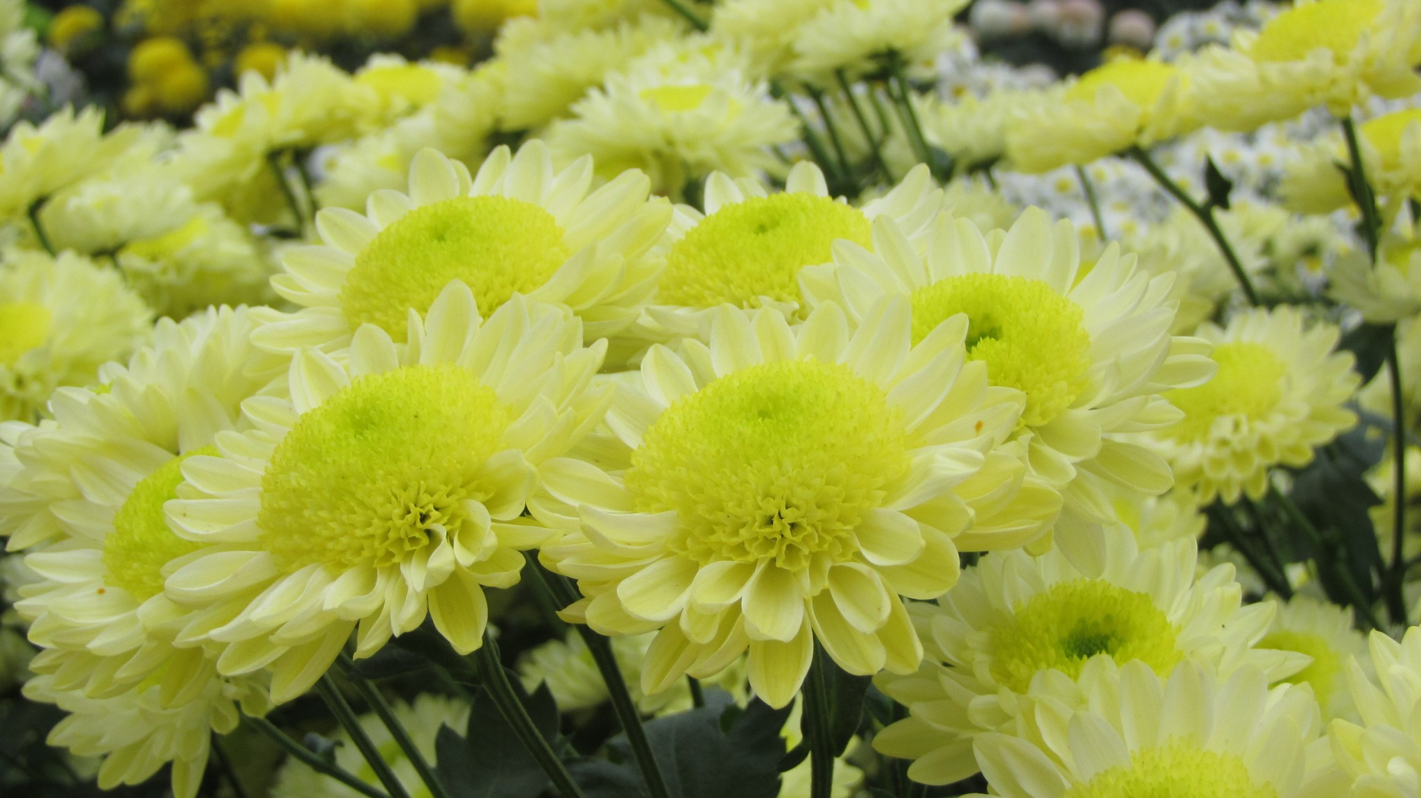 wKgBs1ZZXhCAGBT8AAXUUxbd9vY57.jpeg?imageView2%2F2%2Fw%2F600%2Fh%2F600%2Fq%2F90