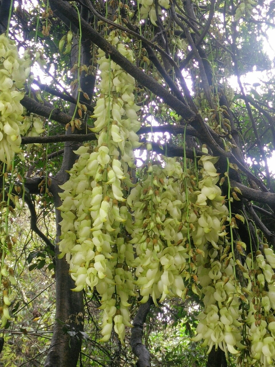 20160321东莞清溪大王山禾雀花