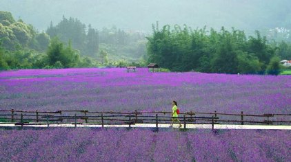 荔波四季花海门票