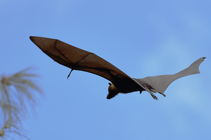 世上最大的巨型蝙蝠,展翼1米多!