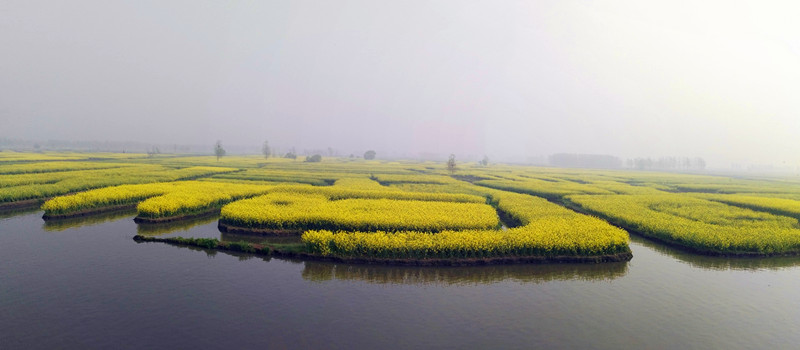 兴化千岛菜花景区,李中水上森林公园