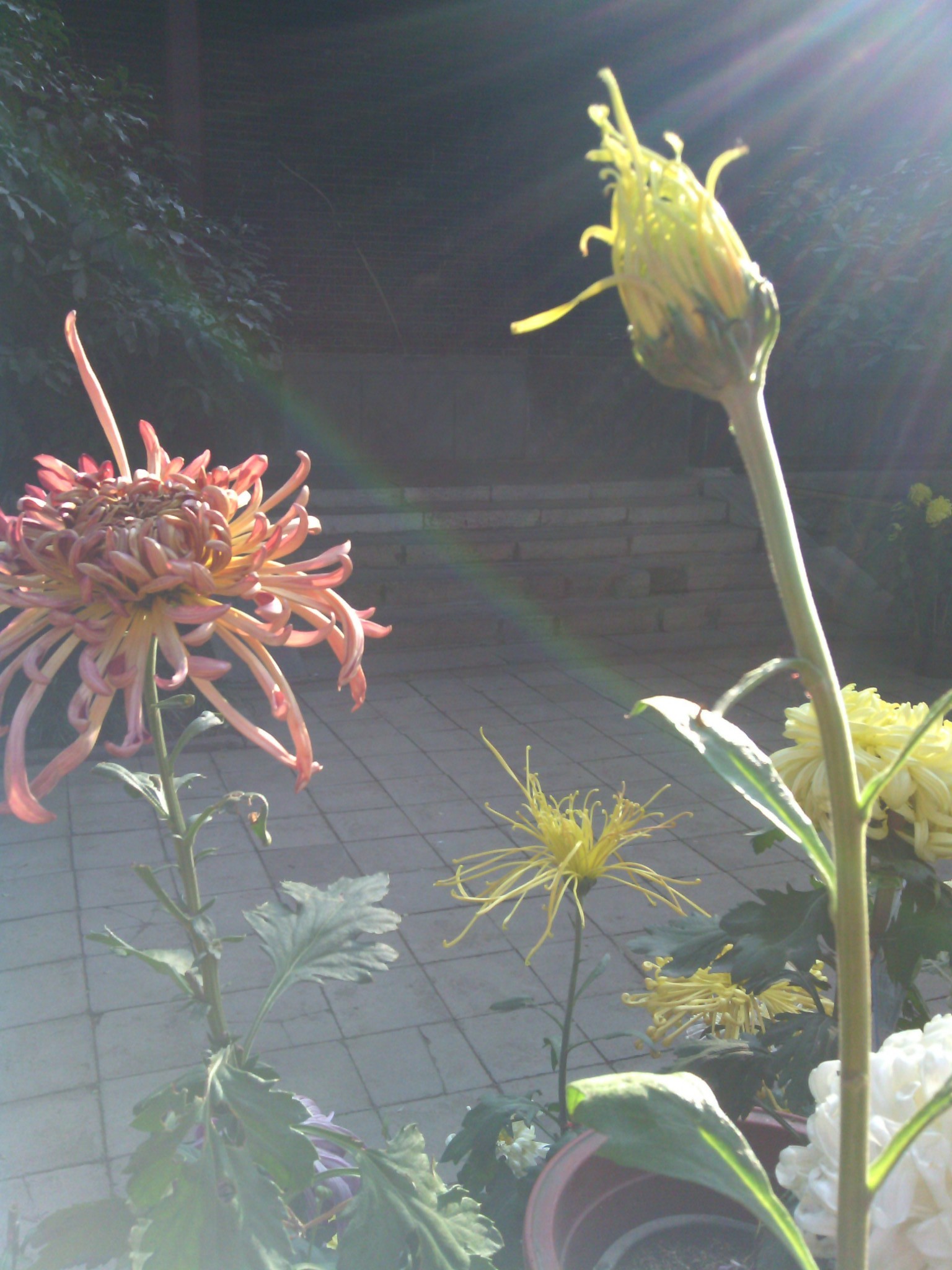 枯什么岁成语_成语故事简笔画(3)