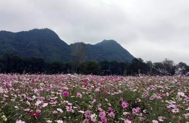 张家界琵琶洲花海 万福温泉一日游(市区接送,天然温泉浴)