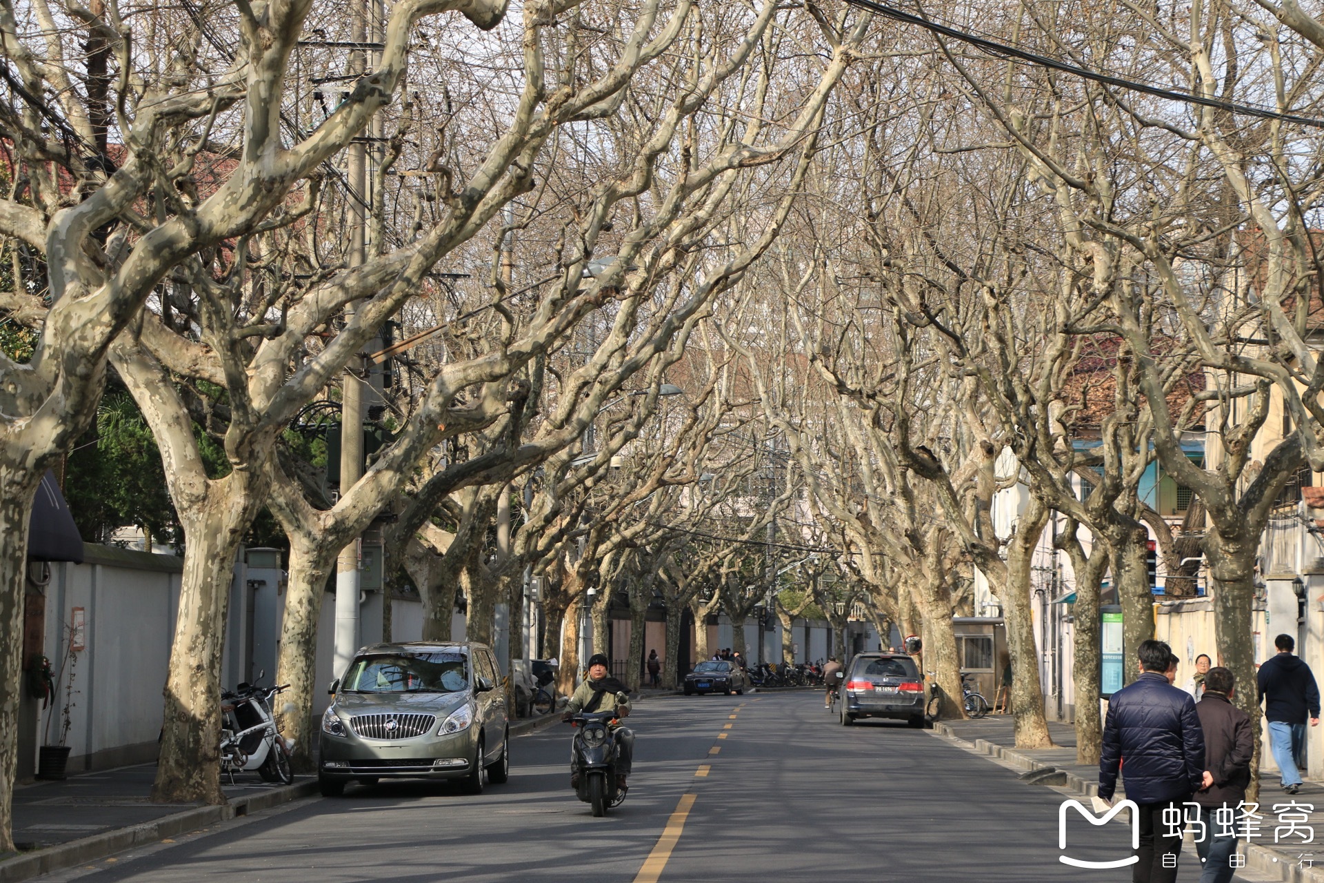 上海上海——我爱的老街上的梧桐树