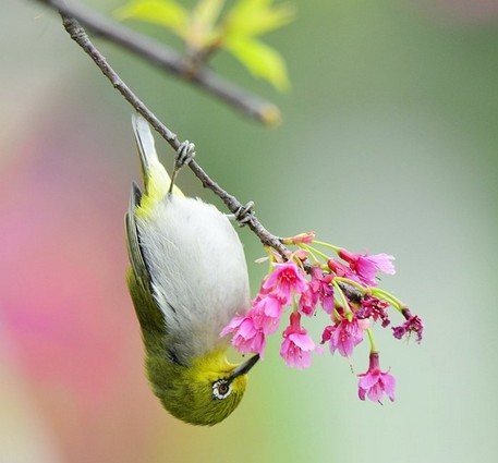 景色:春天的小鸟