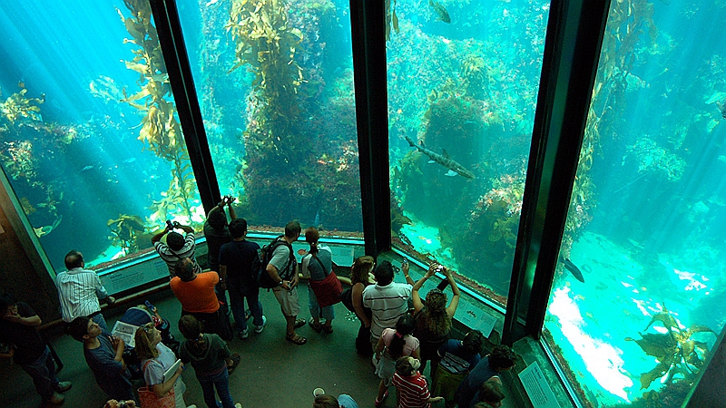 蒙特雷湾水族馆门票( 在海岸线寻找鳗鱼和海葵)