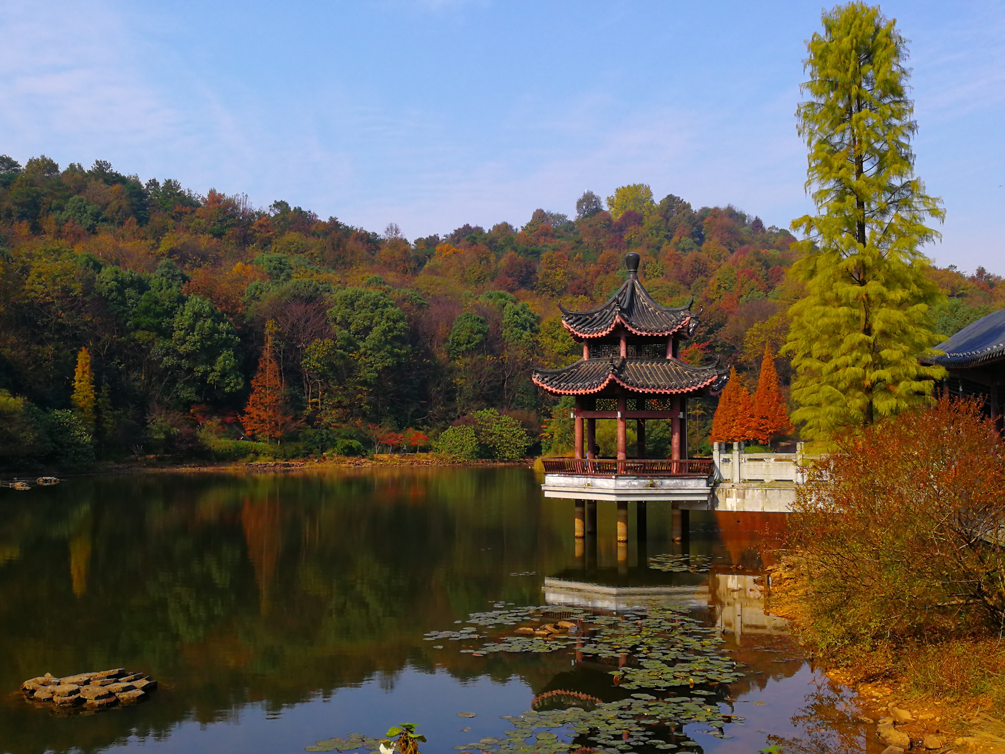 12月初嶽麓山的楓葉紅了嗎