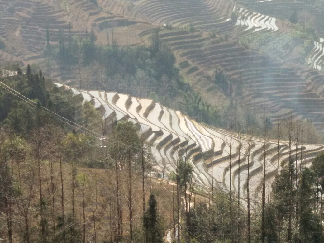 罗平有多少人口_罗平油菜花(3)