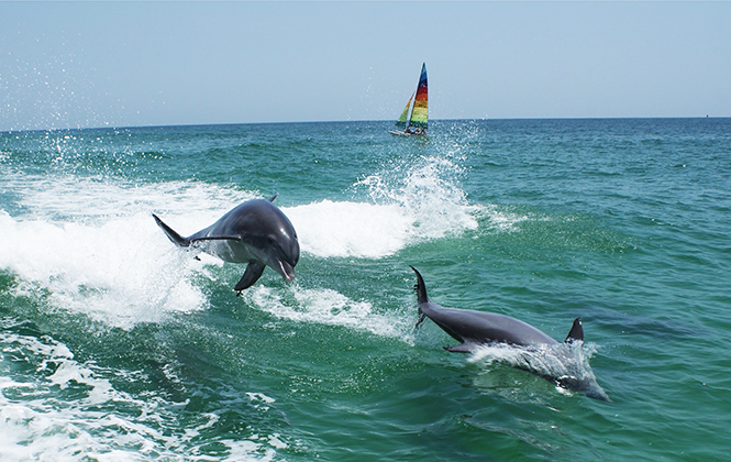 净源 我们该不该去水族馆看海豚 旅行家净源的专栏 马蜂窝