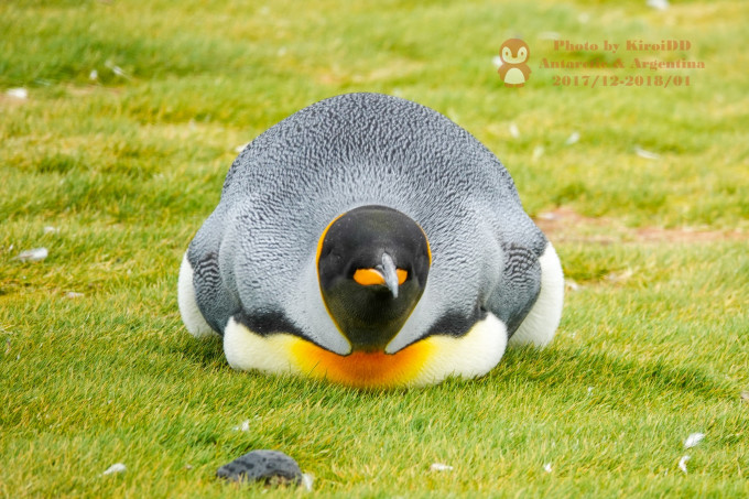 一只企鹅猜成语_qq企鹅图片(2)