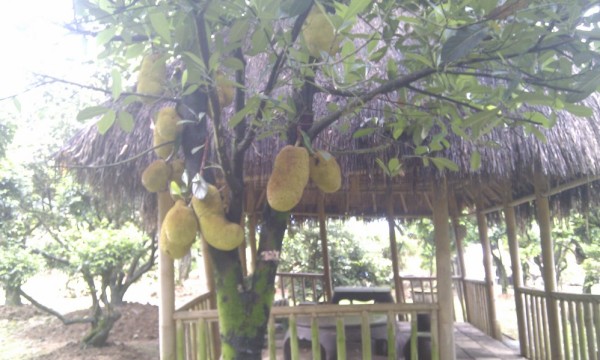 菠萝蜜什么时候摘 wKgBpU6vrK2jJ84xAAJURzVeUvs25.jpeg?imageView2%2F2%2Fw%2F600%2Fq%2F90