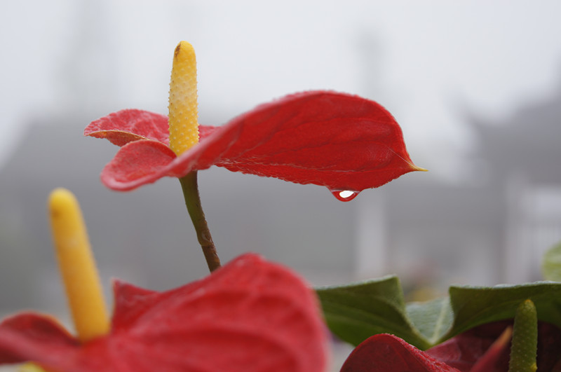 烟花三月下杨州简谱_烟花三月下扬州简谱(3)