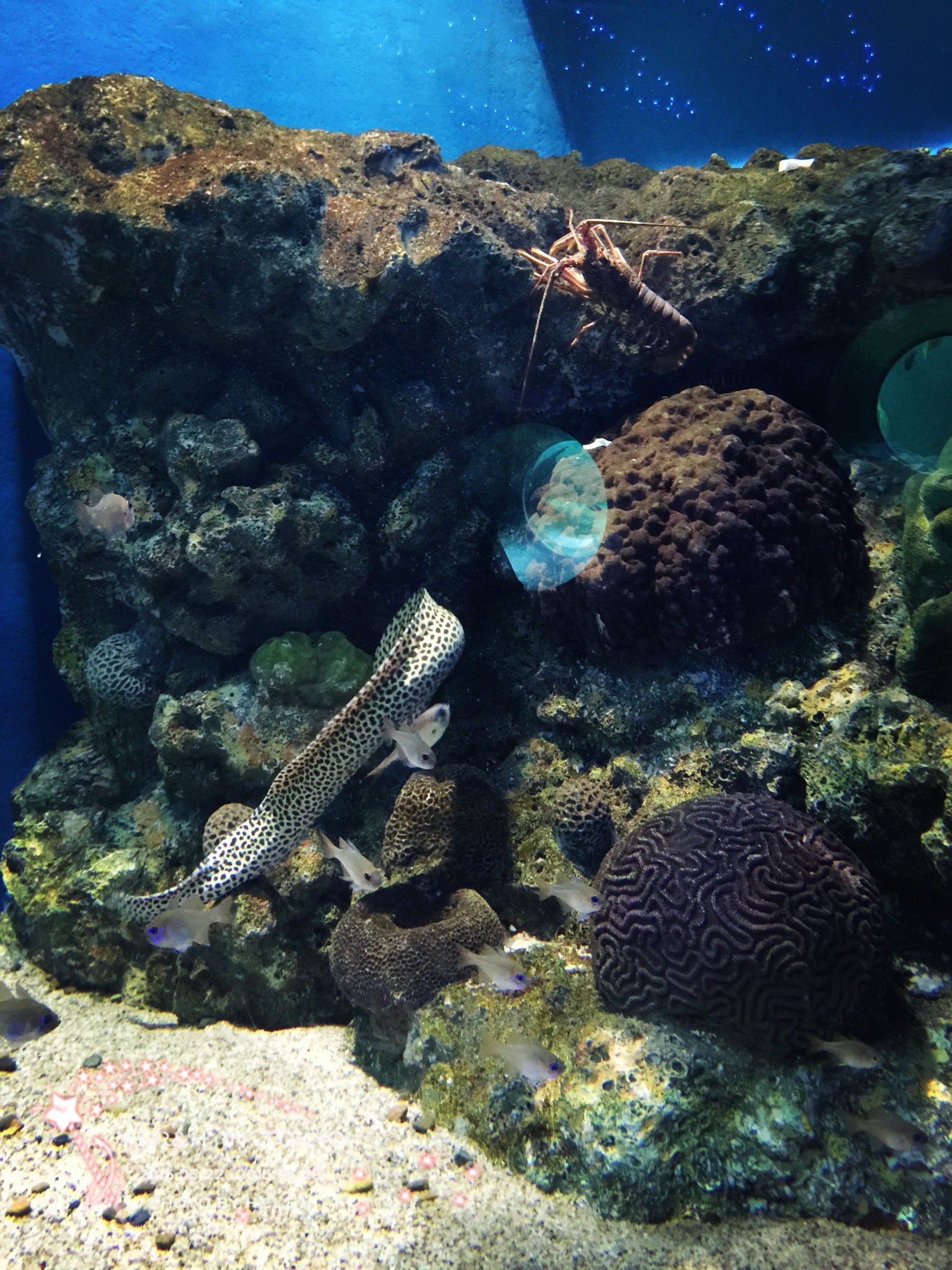 箱根园水族馆