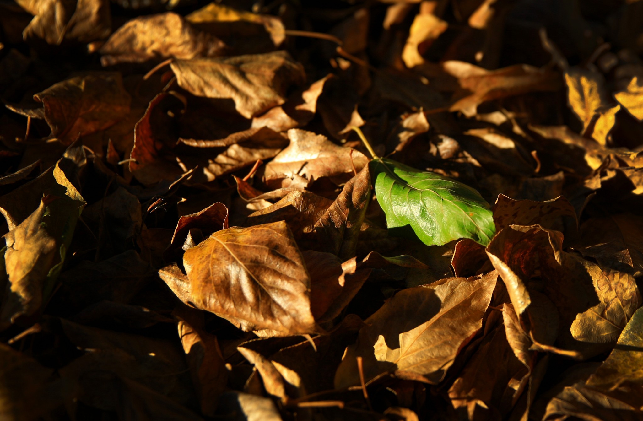 2016深秋一家三口(新都桥)稻城亚丁自驾游游记
