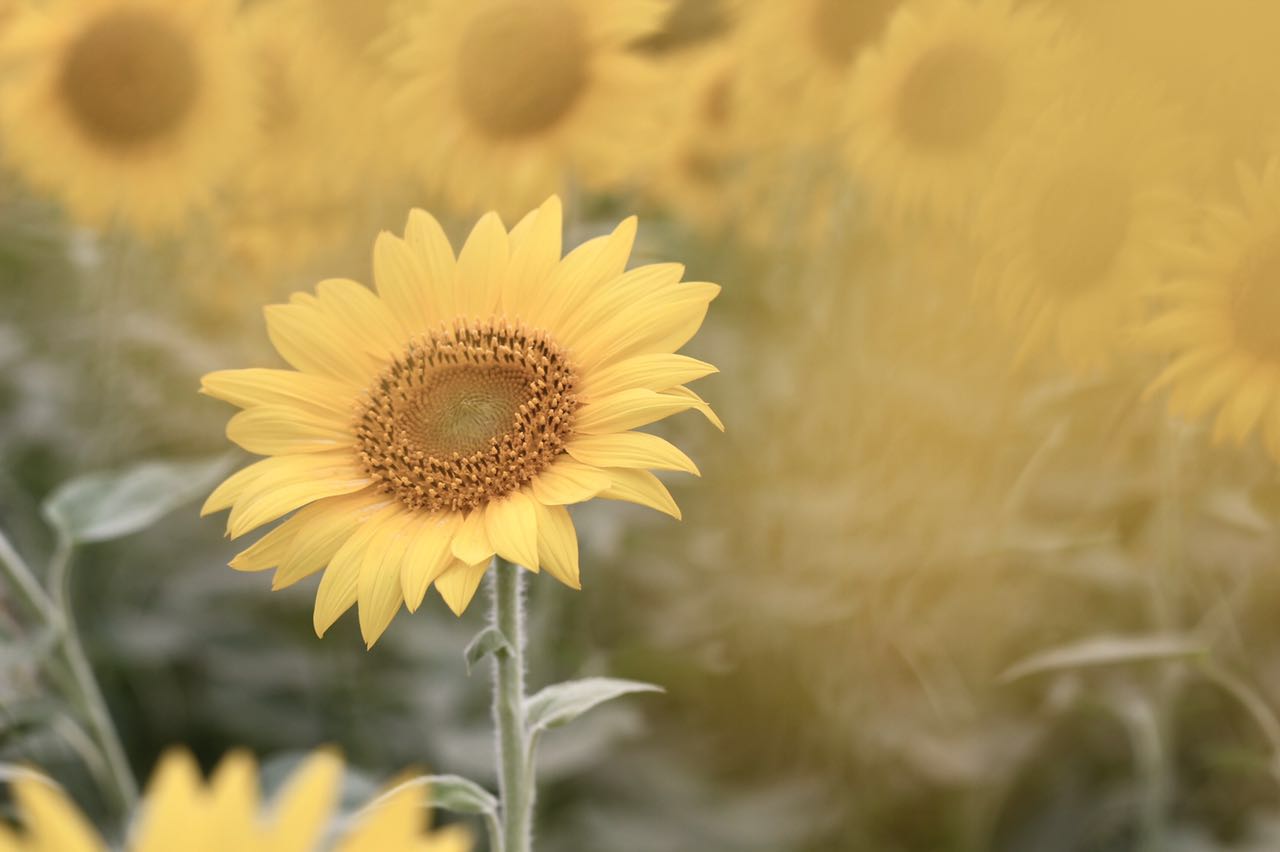 wKgBs1eMVn-ANjdGAAEcXg0w7og59.jpeg?imageView2%2F2%2Fw%2F680%2Fq%2F90