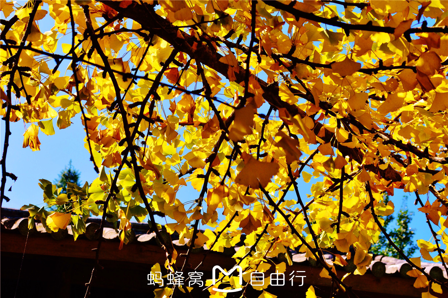 wKgBs1ZFlmeAfmoQAA1JTy6d-fo37.jpeg?imageView2%2F2%2Fw%2F680%2Fq%2F90